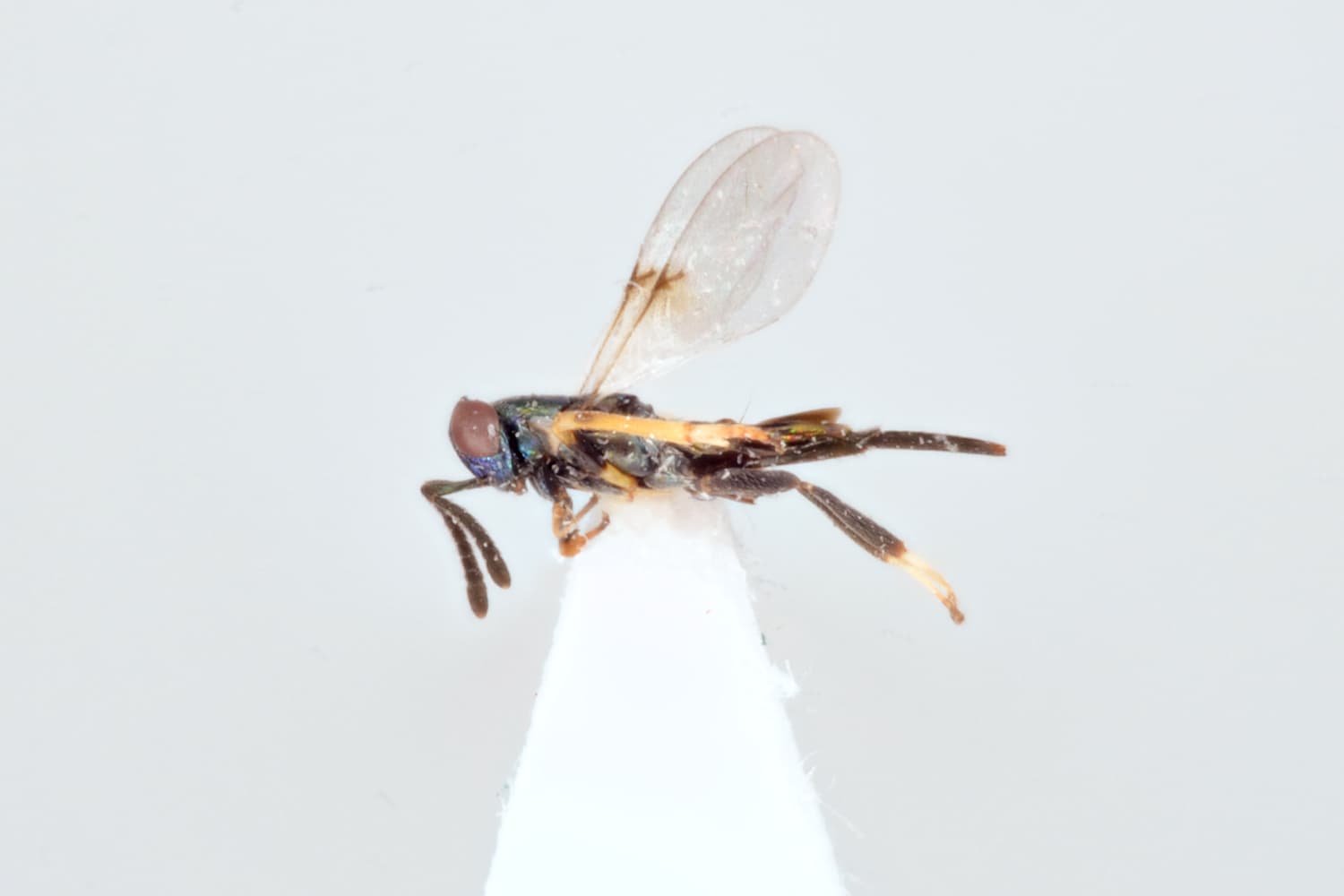 Default image